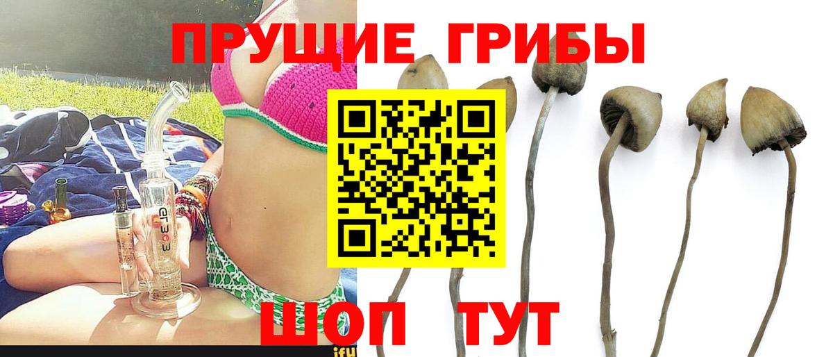 Лесной  Псилоцибиновые грибы Psilocybine cubensis  Вход с VPN 